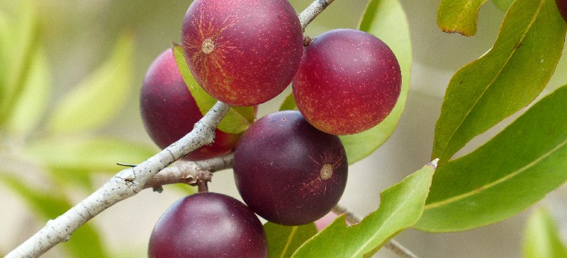 Camu Camu Health Benefits, Nutrition Facts and Uses - Dr. Axe