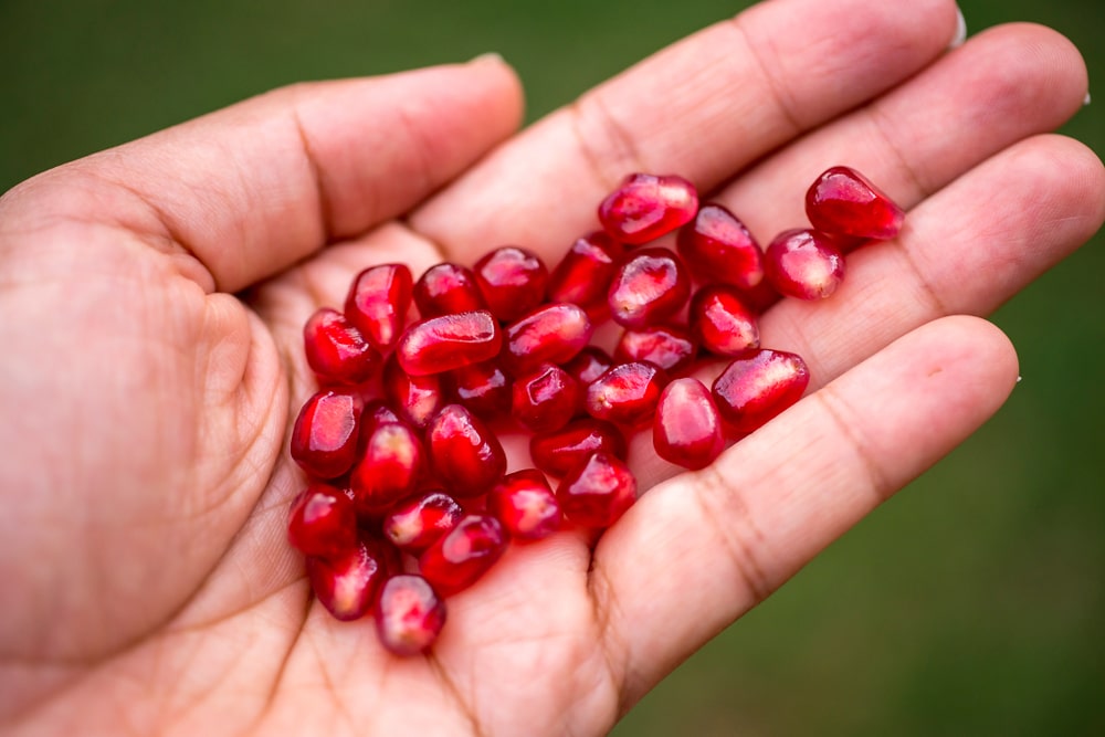 How to Plant Pomegranate Seeds - Garden.eco
