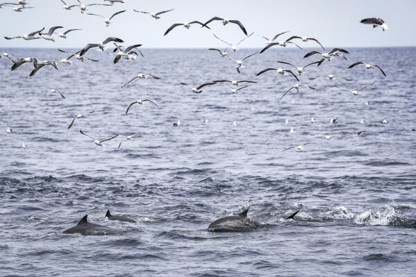 Dolphins and sea birds feed on a school of fish Thursday, May 1, 2025, in Channel Islands, Calif. (AP Photo/Annika Hammerschlag)