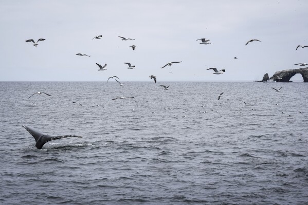 A humpback whale dives as a fishing boat, back right, is visible on the outskirts of the state marine protected area Thursday, May 1, 2025, in Channel Islands, Calif. (AP Photo/Annika Hammerschlag)