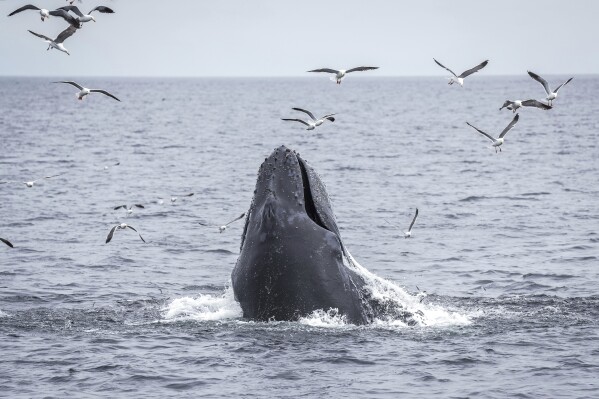 A humpback whale feeds on a school of fish Thursday, May 1, 2025, in Channel Islands Calif. (AP Photo/Annika Hammerschlag)