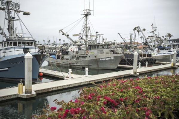 Fishing vessels share the same harbor as tourist and diving boats bound for the Channel Islands in Ventura, Calif., Thursday, May 1, 2025. (AP Photo/Annika Hammerschlag)
