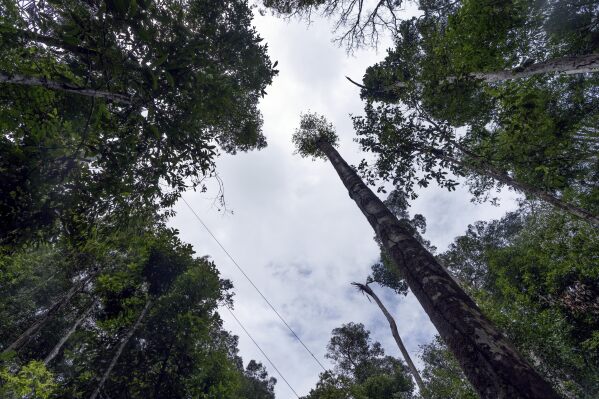 Sparse tree cover is visible in the area of the Esecaflor project made to mimic a drought in Caxiuana National Forest, Para state, Brazil, Thursday, March 20, 2025. (AP Photo/Jorge Saenz)